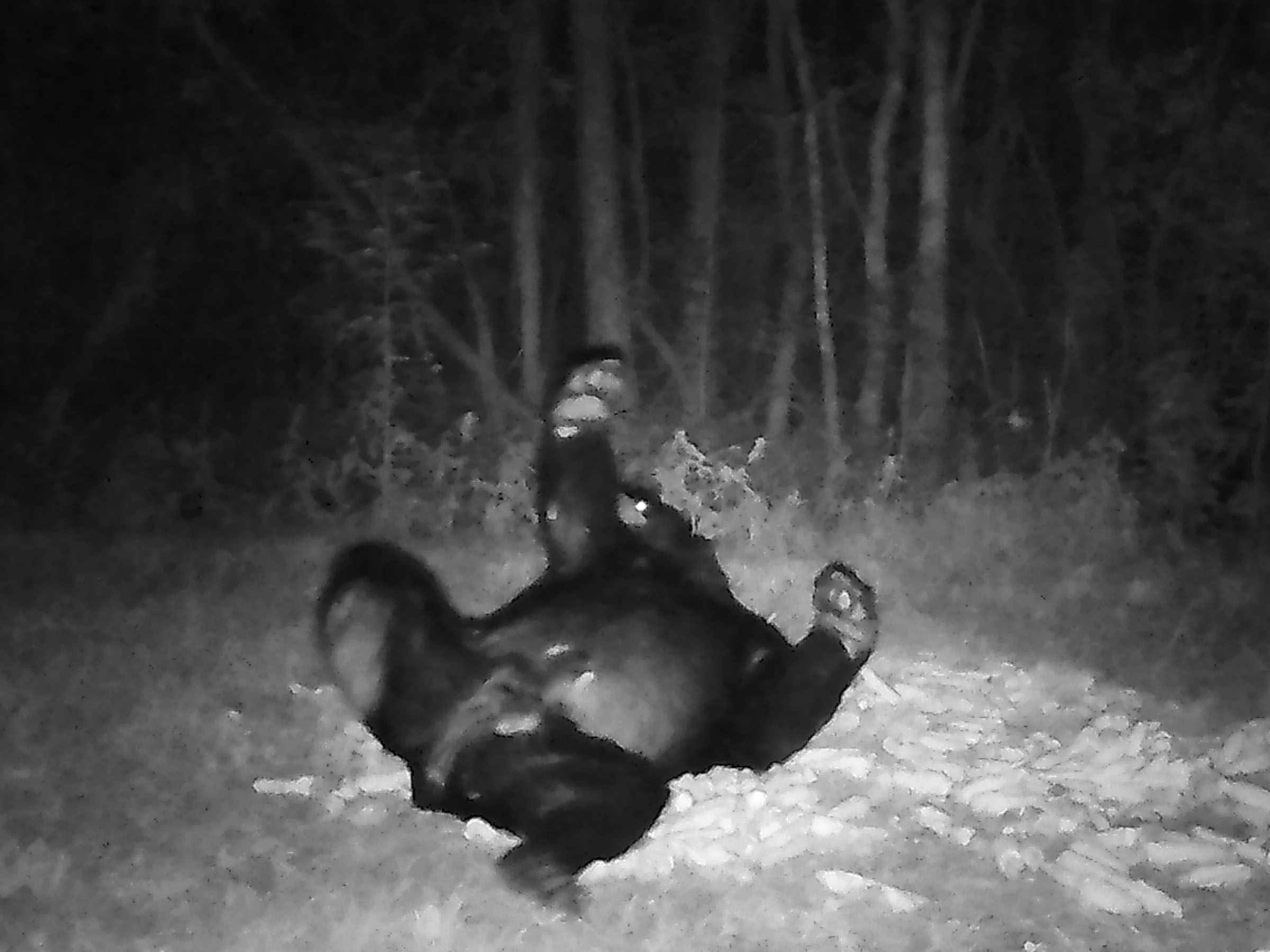 Black Bear on his back