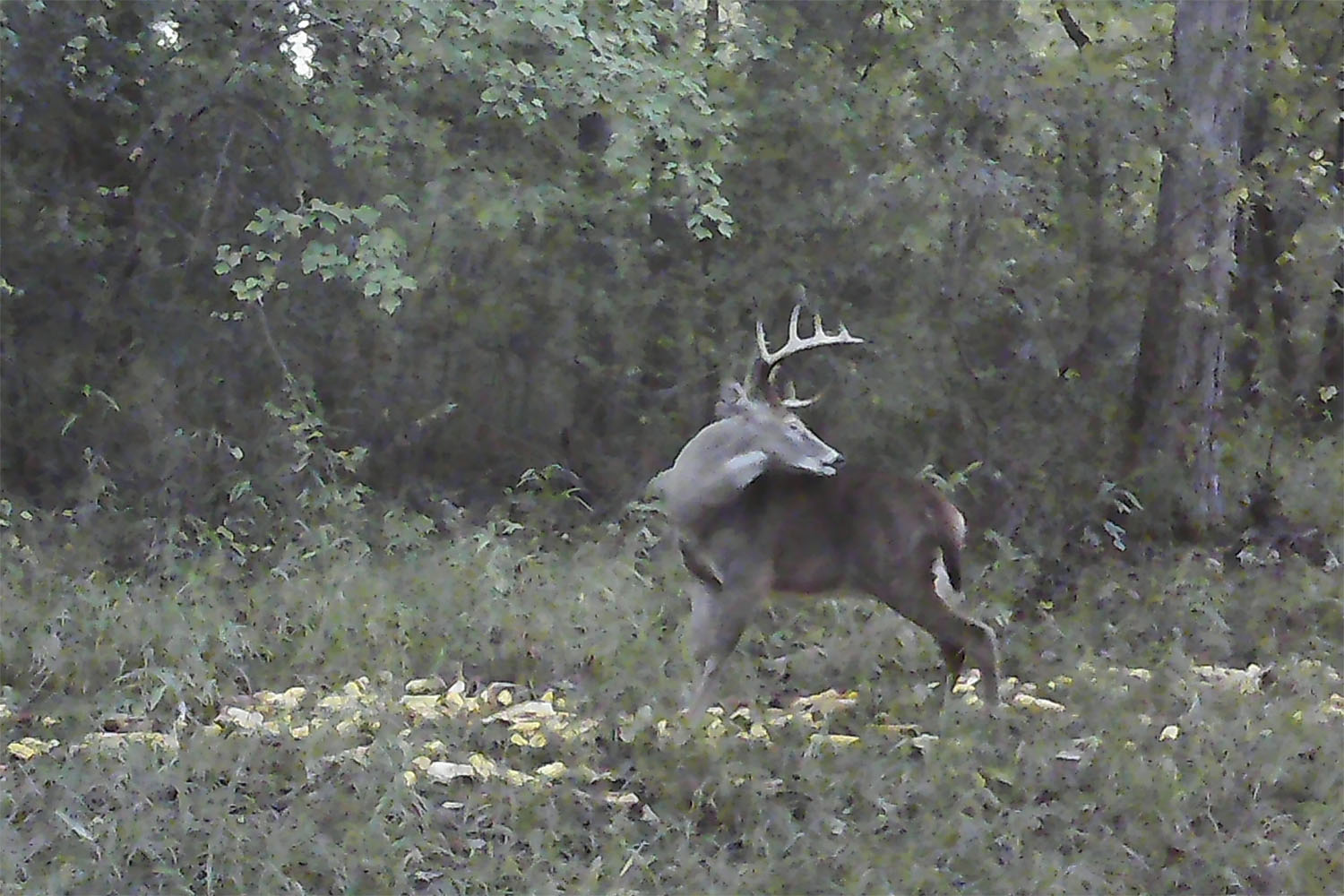 Buck cleaning himself