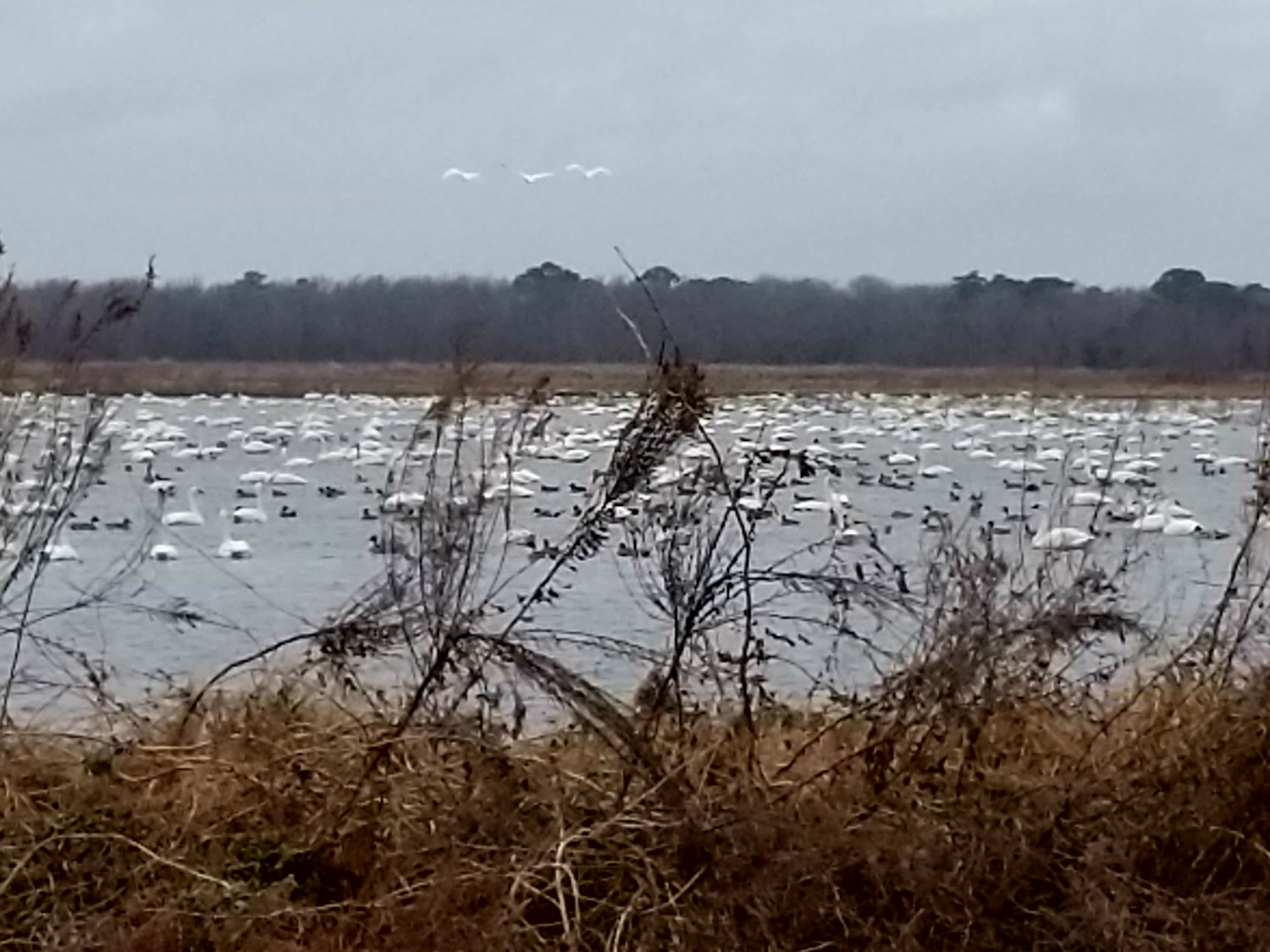 Ducks on Lake