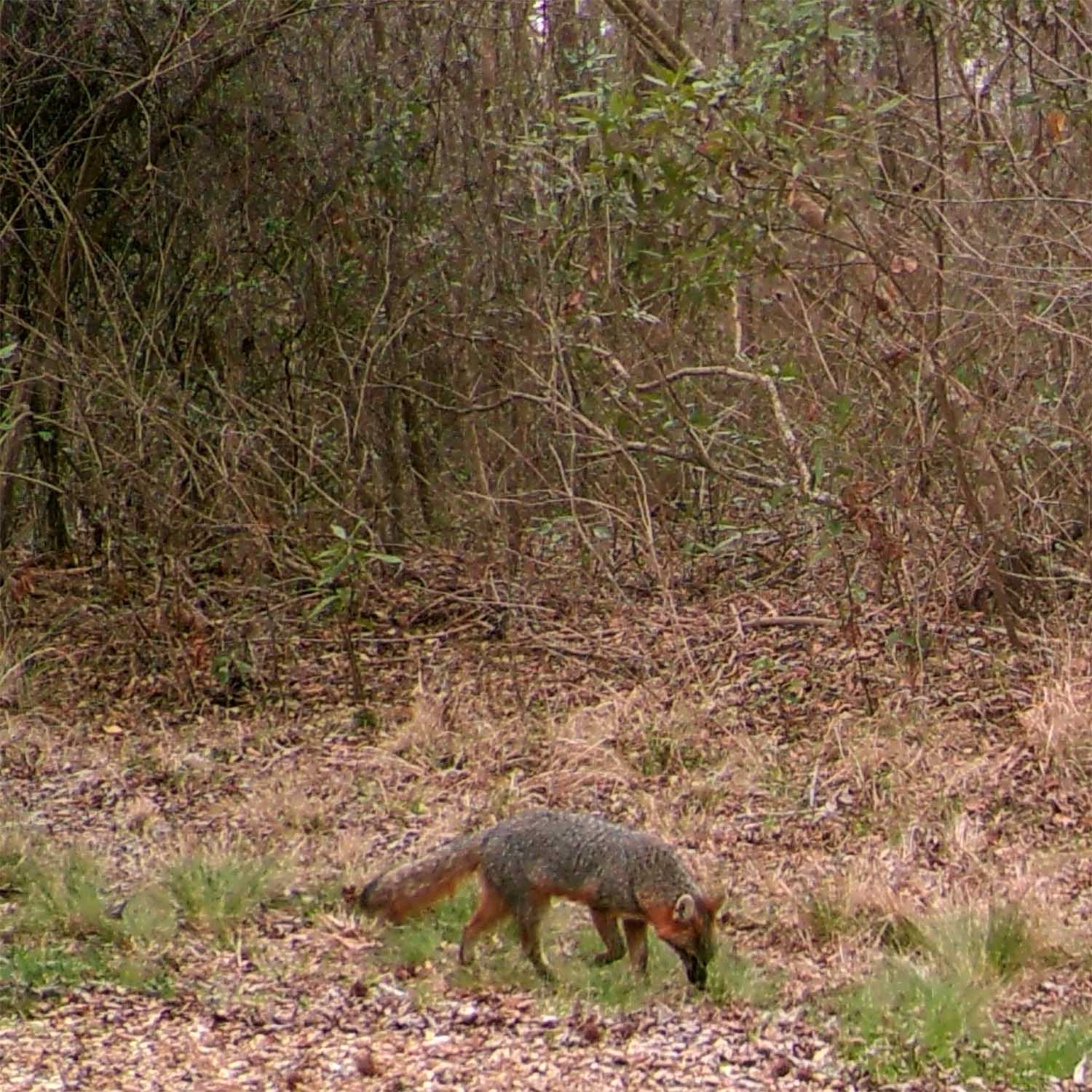 Fox Fox