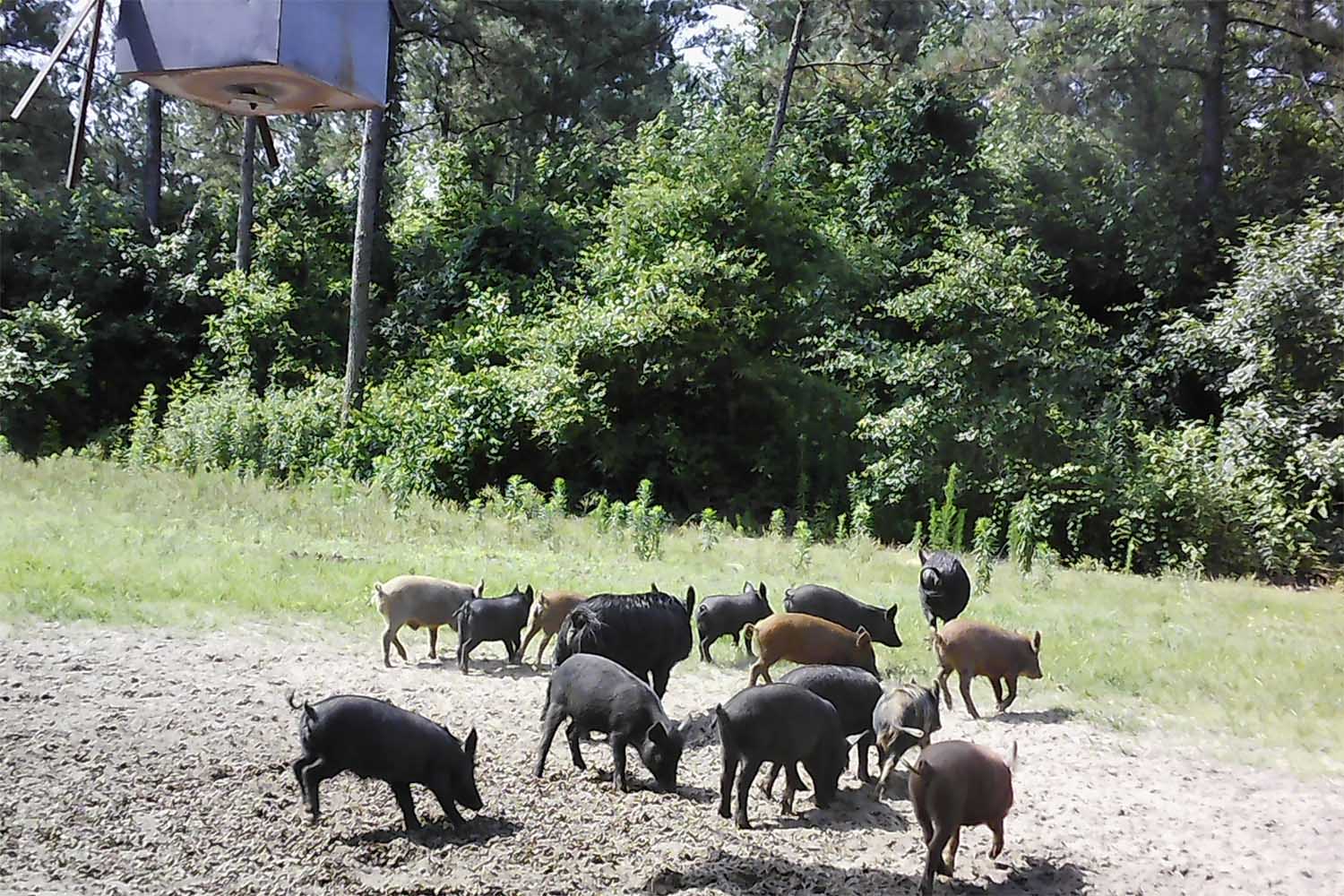 Many pigs under feeder