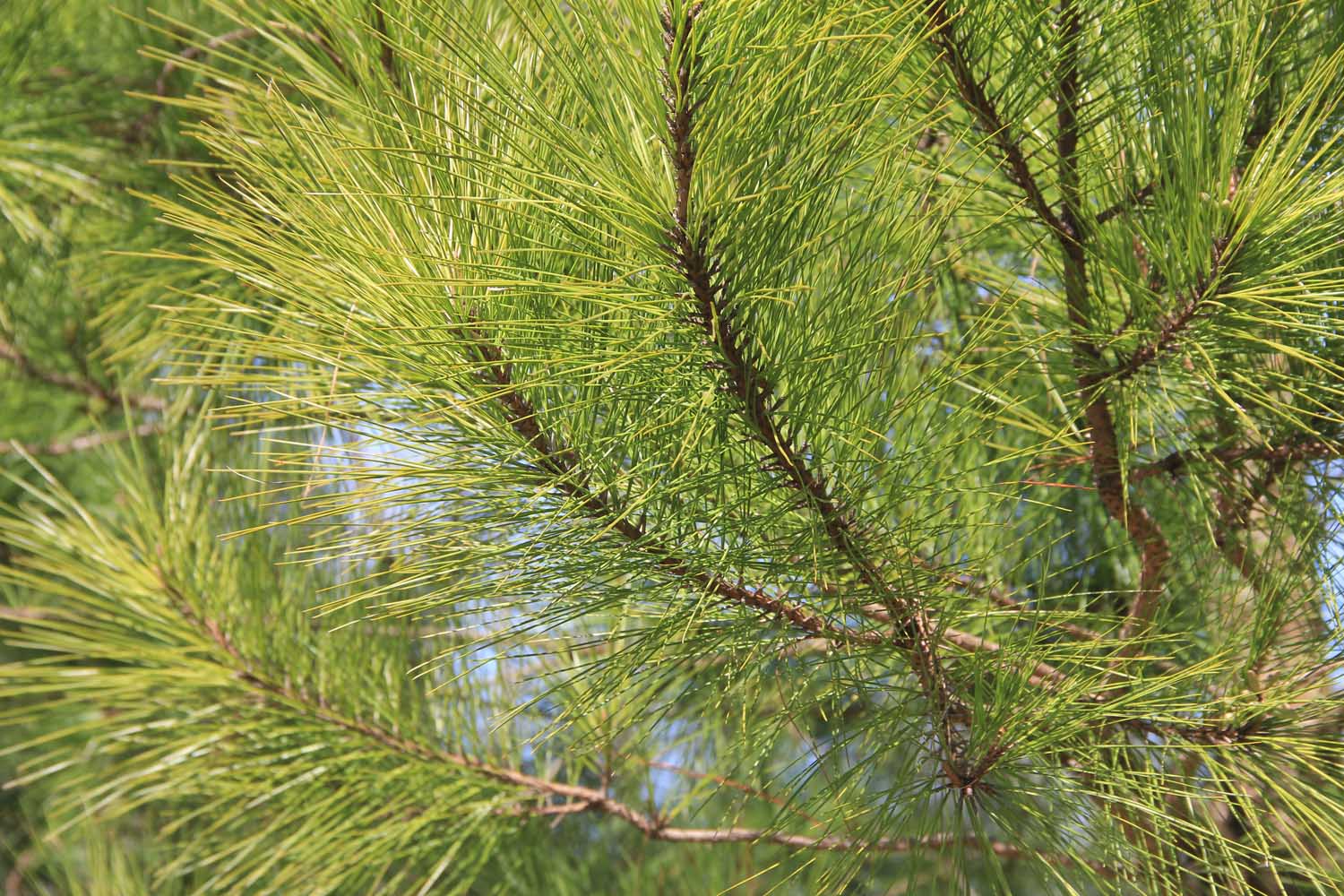 Pine tree