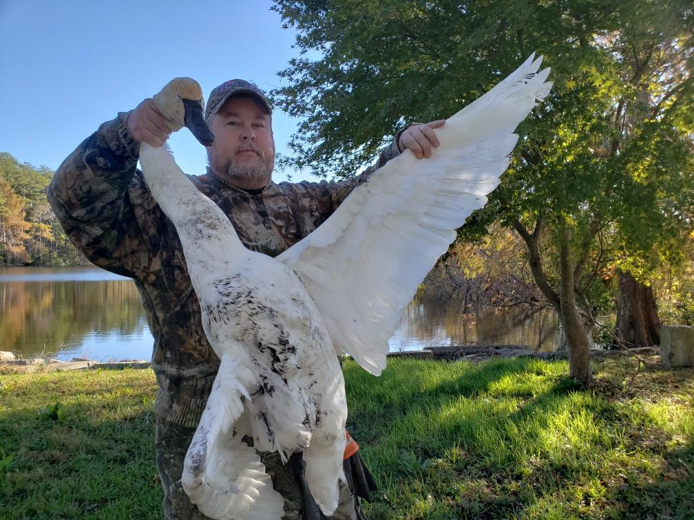 Tundra Swan