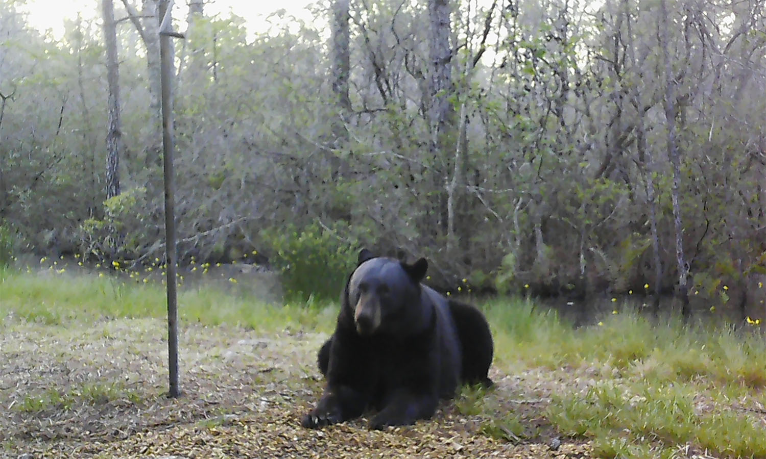 Bear laying down