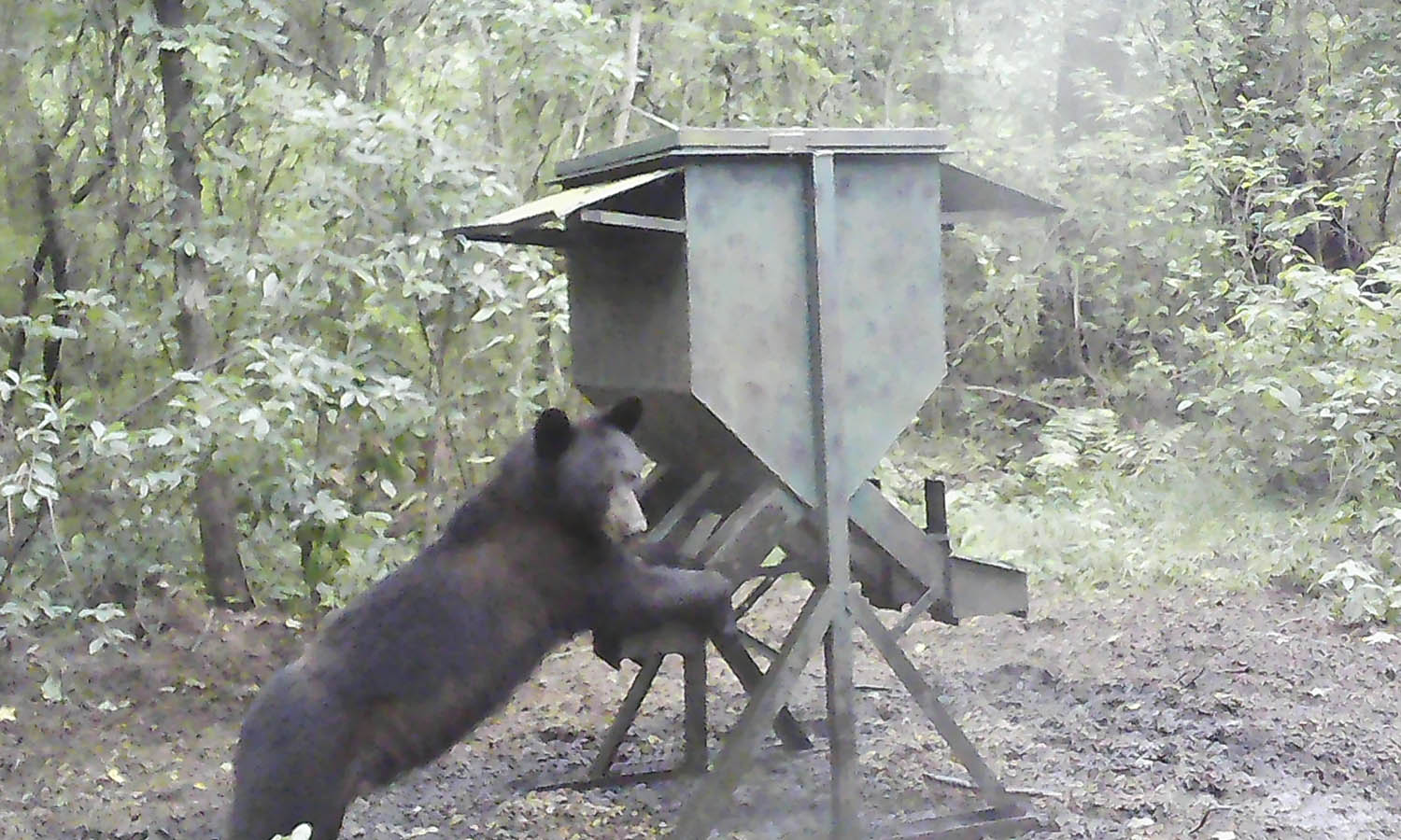 Bear lounging on feeder