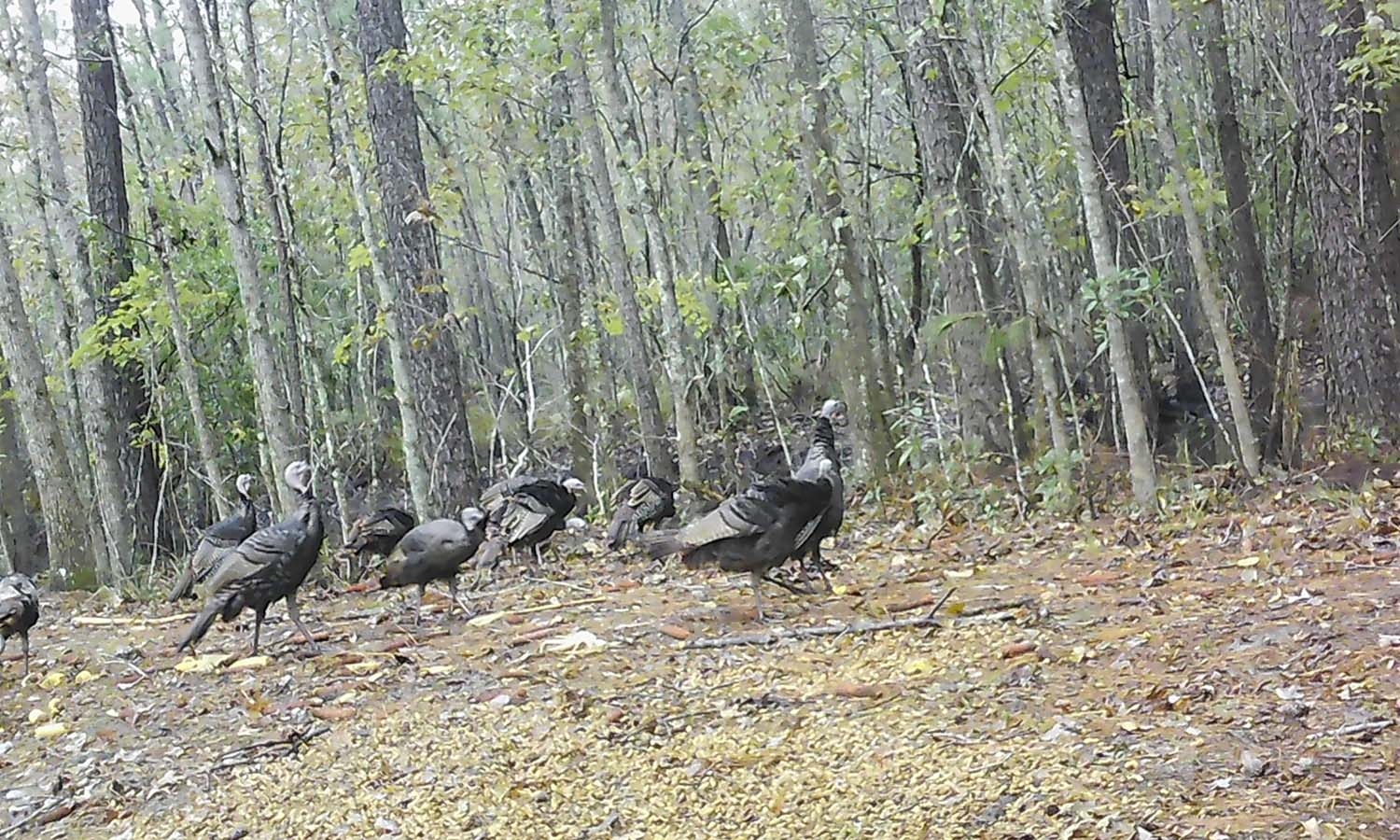 Flock of Turkeys