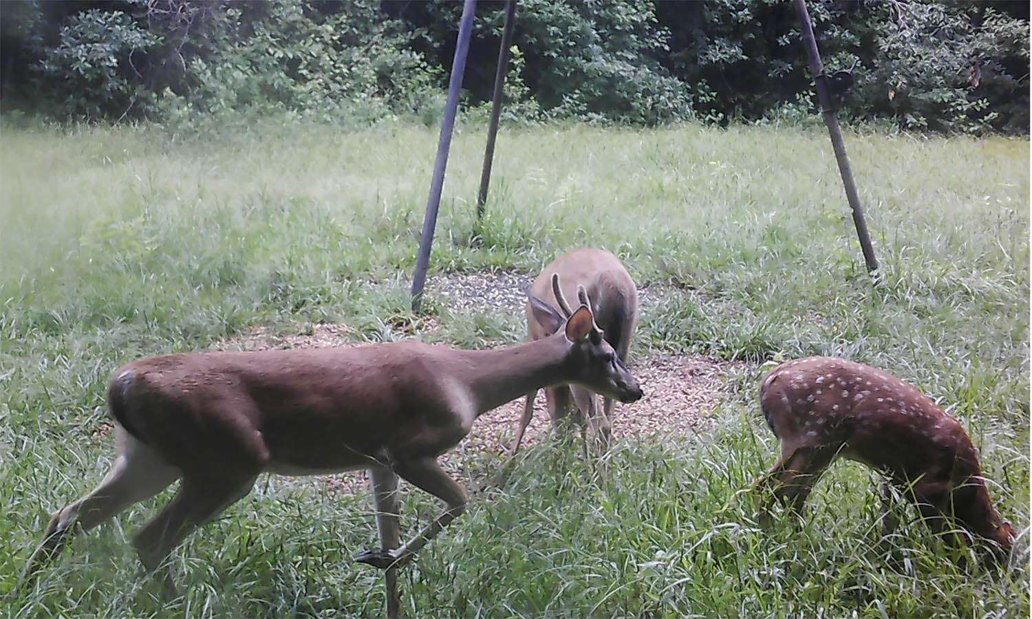 Three deer