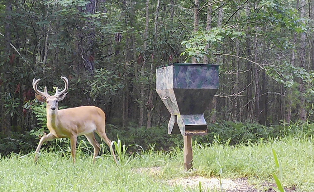Doe and turkey