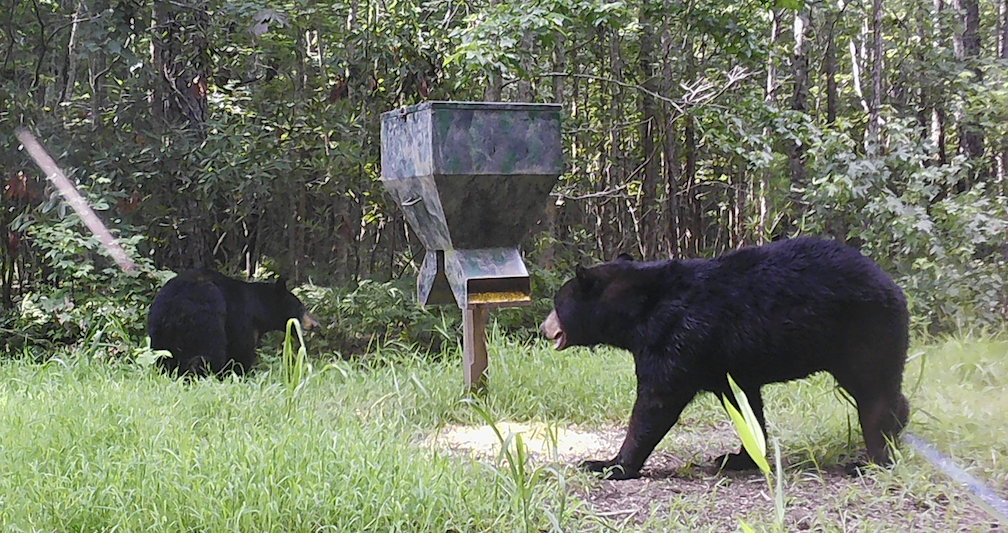 Multiple Bear at feeder